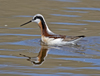 Wilson's Phalarope